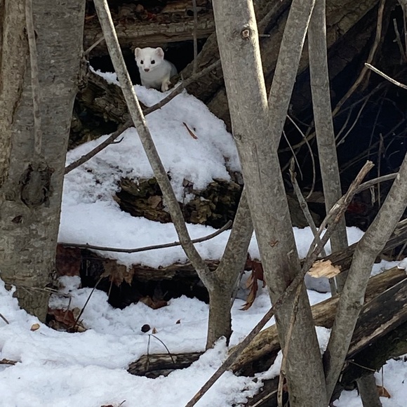 Meet your Posher, Suzanne - Picture 4 of 5